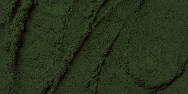 Poudre de spiruline moulue et séchée
