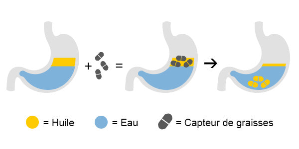 Fonctionnement des gélules capteurs de graisses BEAVITA