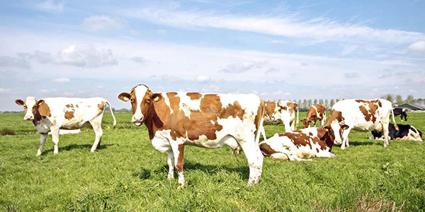 Vaches de pâturage