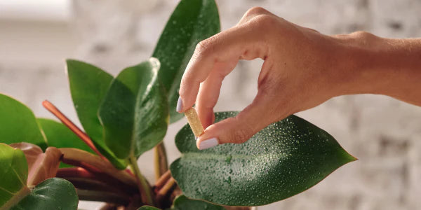 gélule du nu3 Complex Antiox avec une plante verte en fond