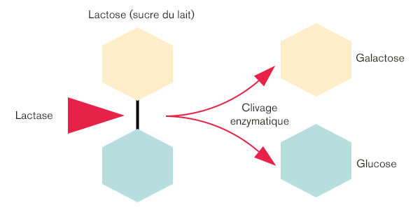Digestion de la lactase